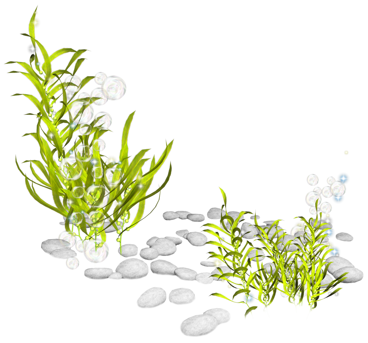 Seaweed plantas acu ticas clipart photo