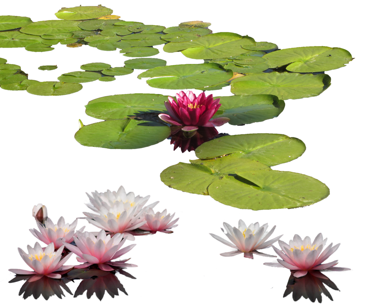 Lily pad water clipart all background