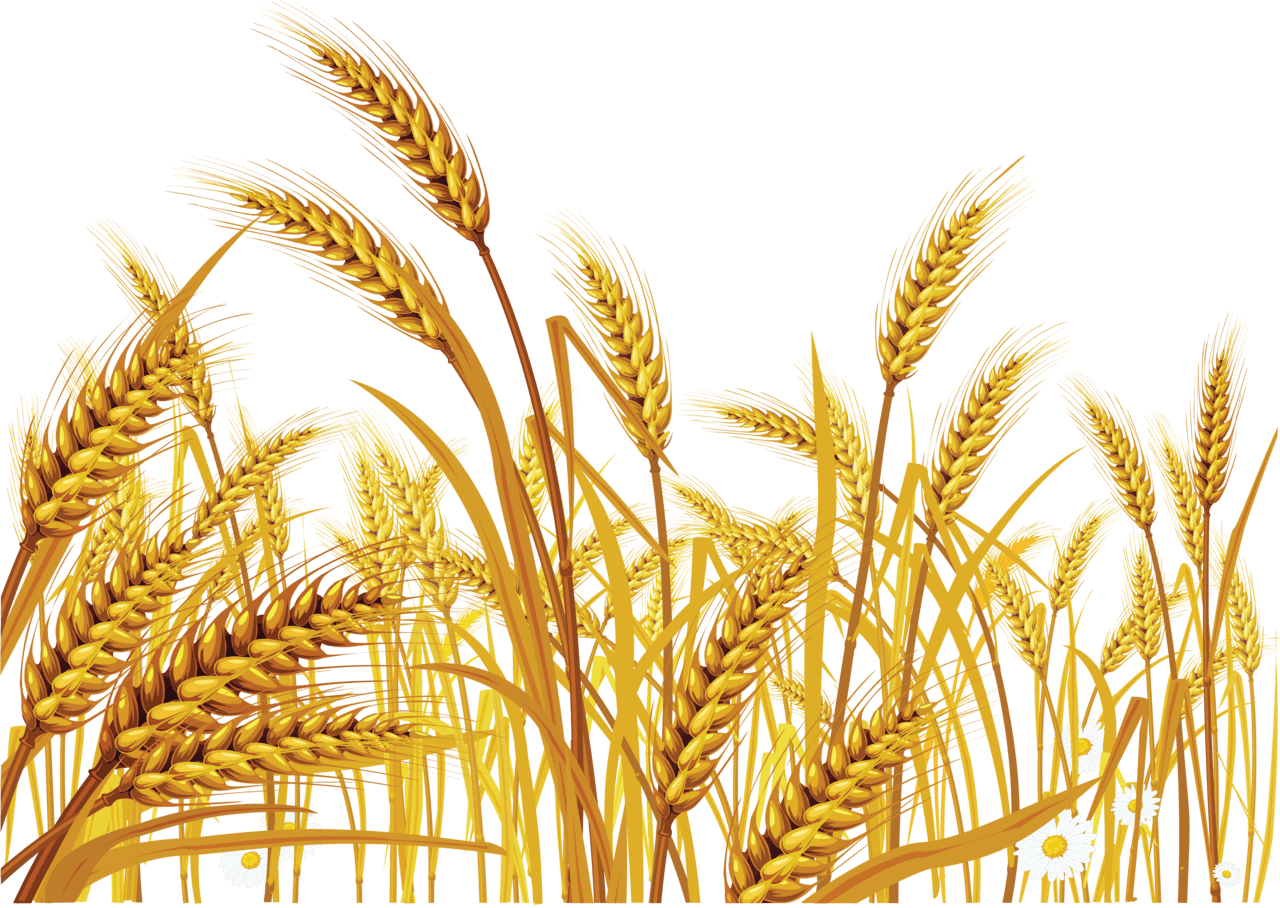 Wheat image size clipart 7