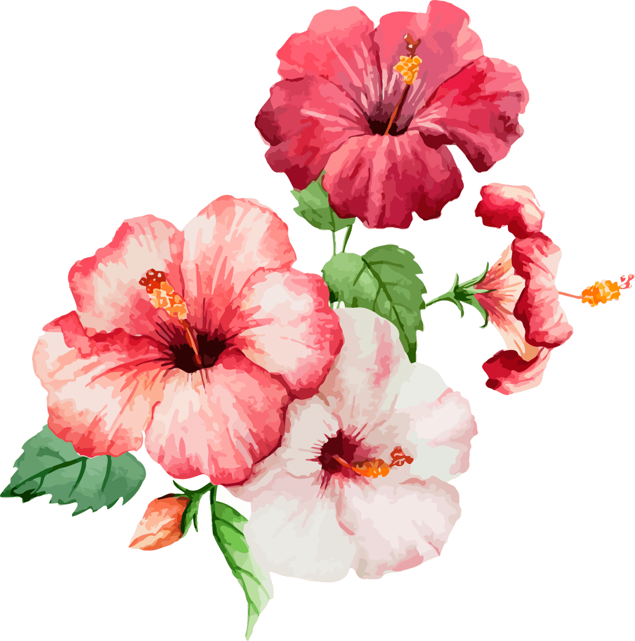 Watercolor hibiscus flower vector clipart