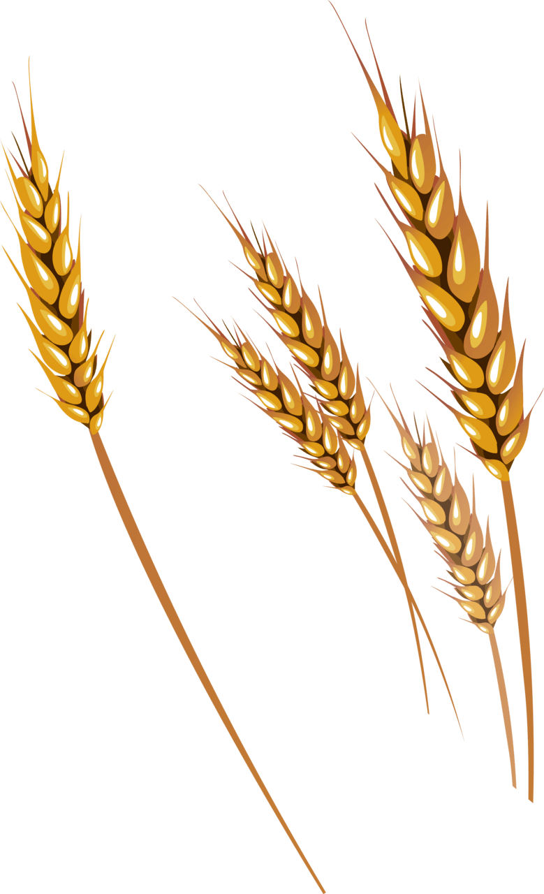 Wheat image size clipart 3