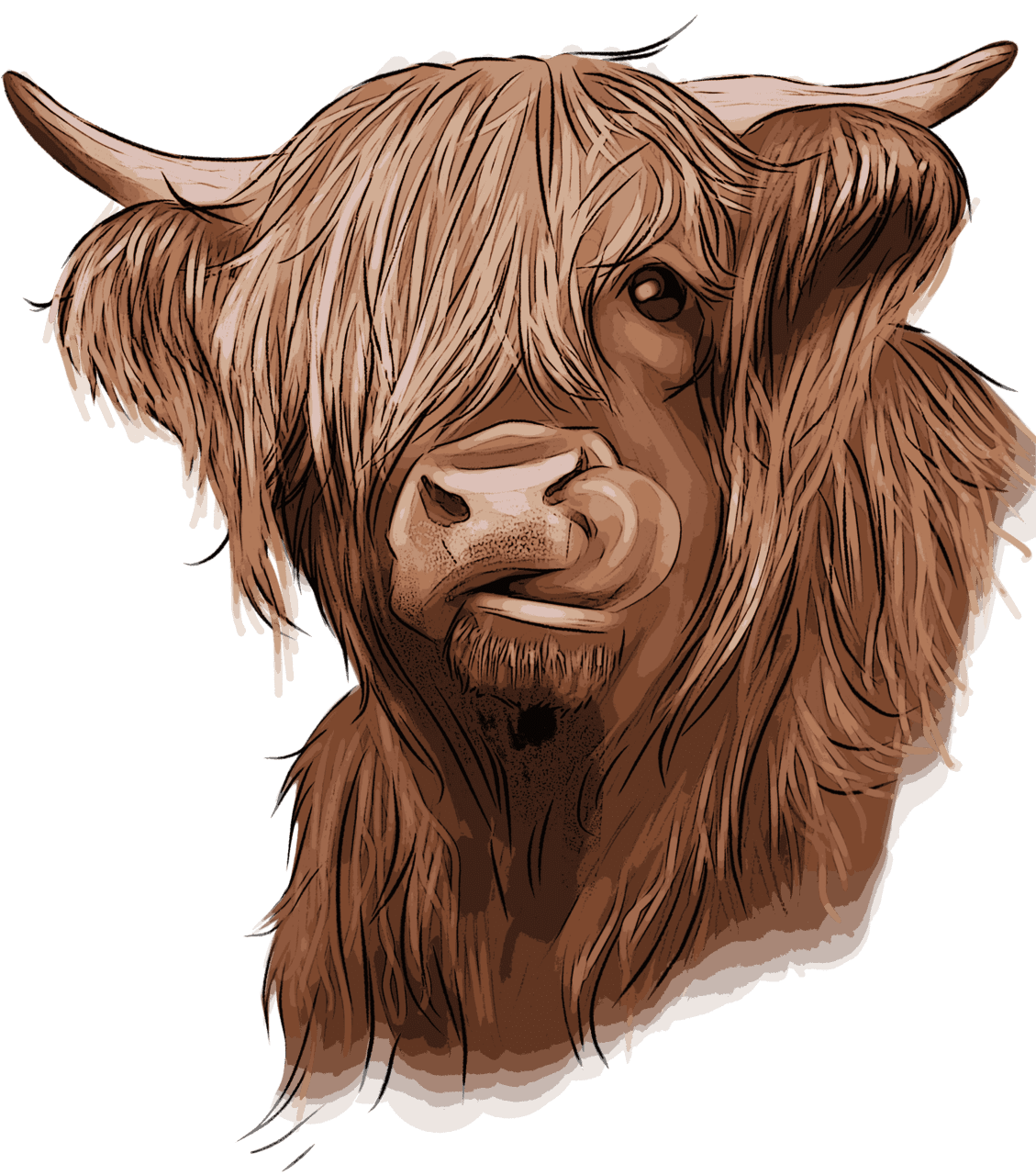 Highland cow clipart free