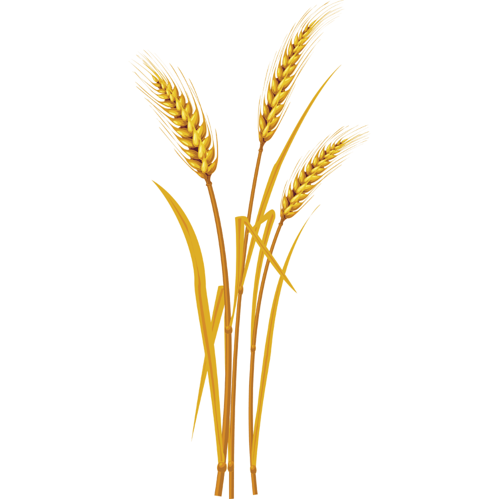 Wheat images hd photo clipart