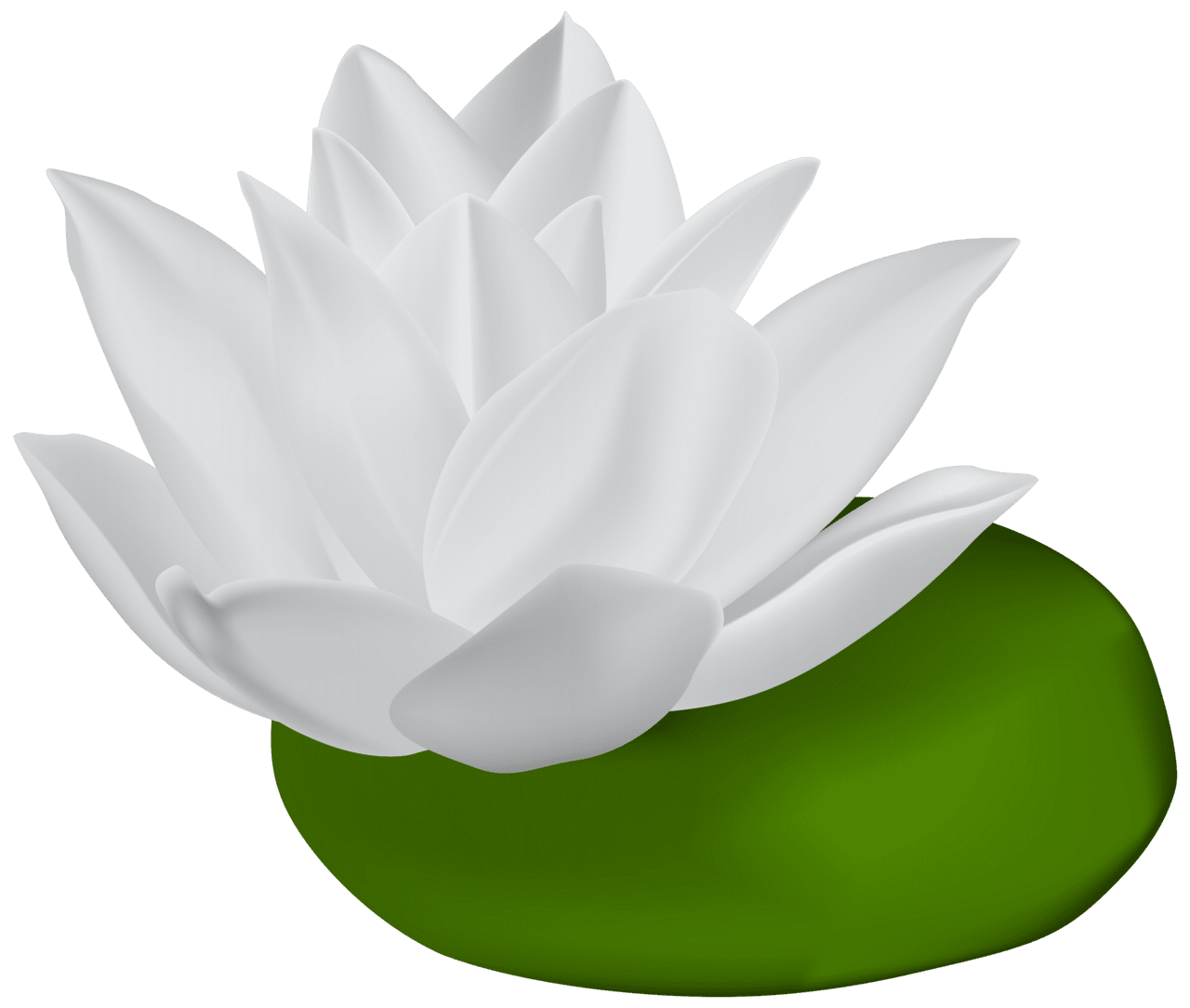 Lily pad white water clipart image high quality images and