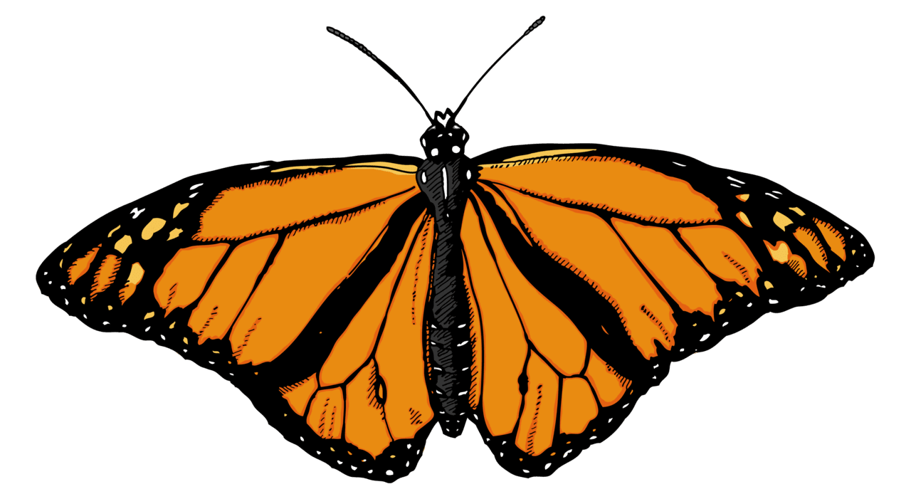 Insect butterfly clipart picture