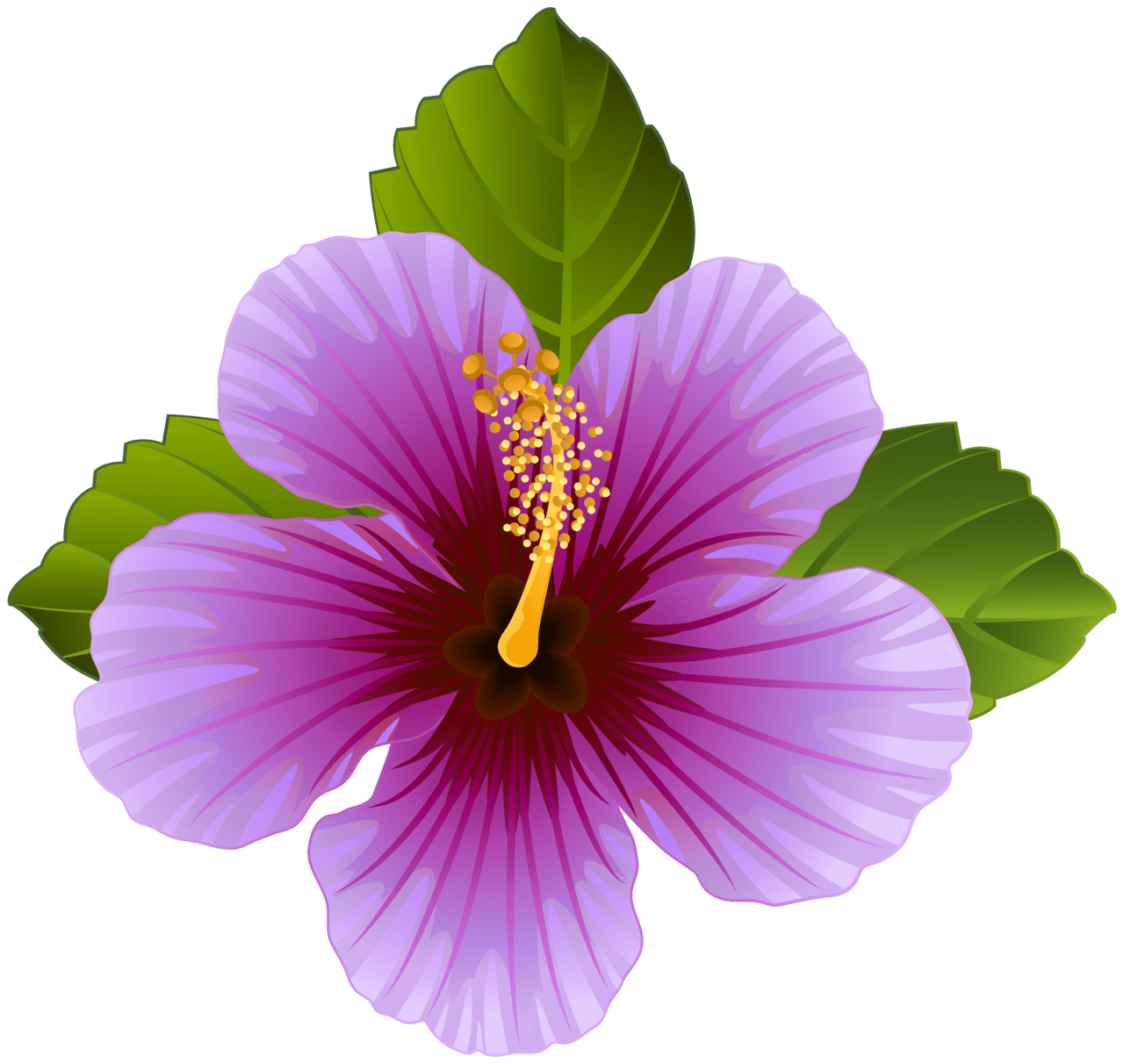 Hibiscus flower purple clipart image