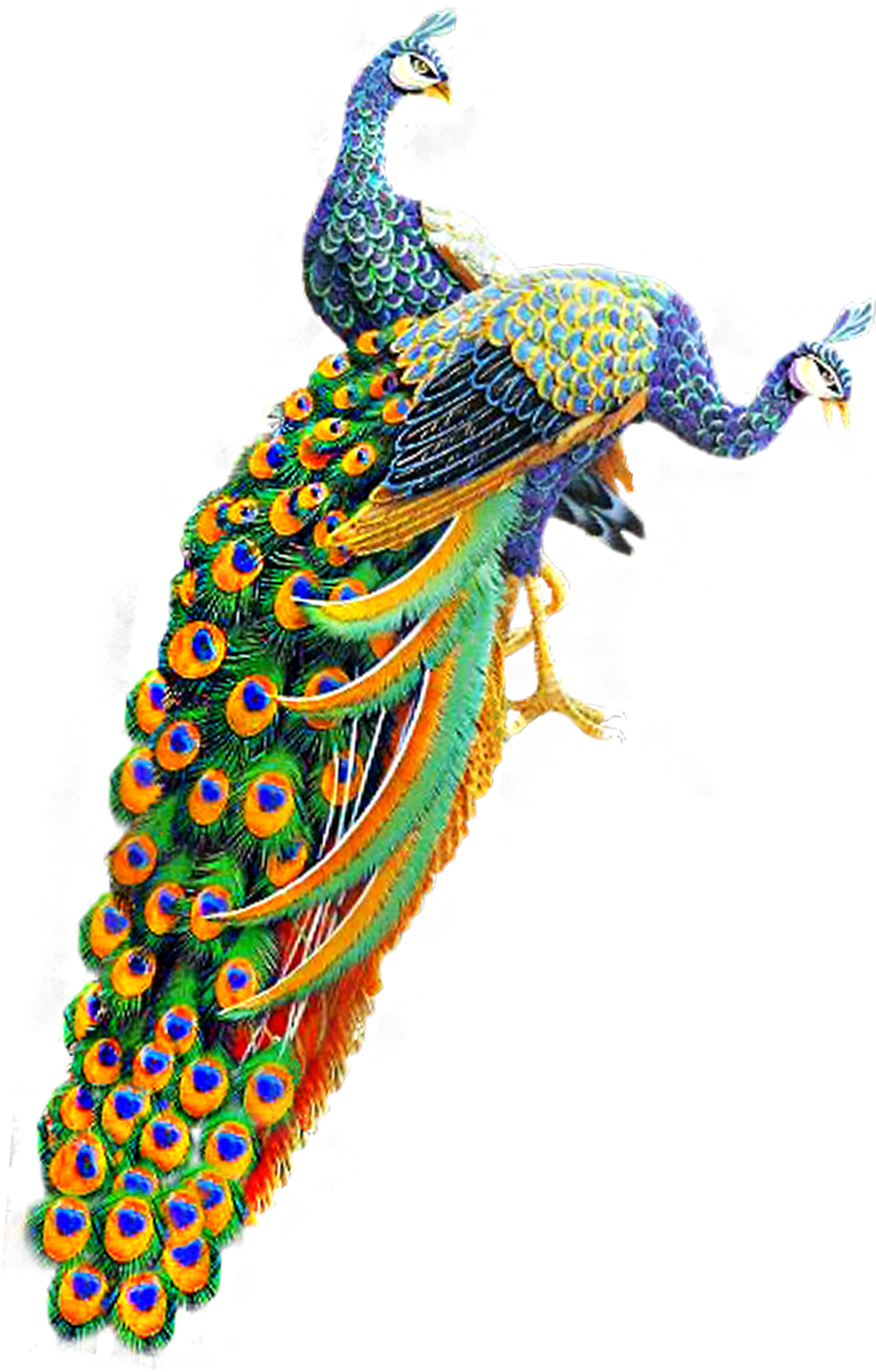 Peacock pin page clipart clip art