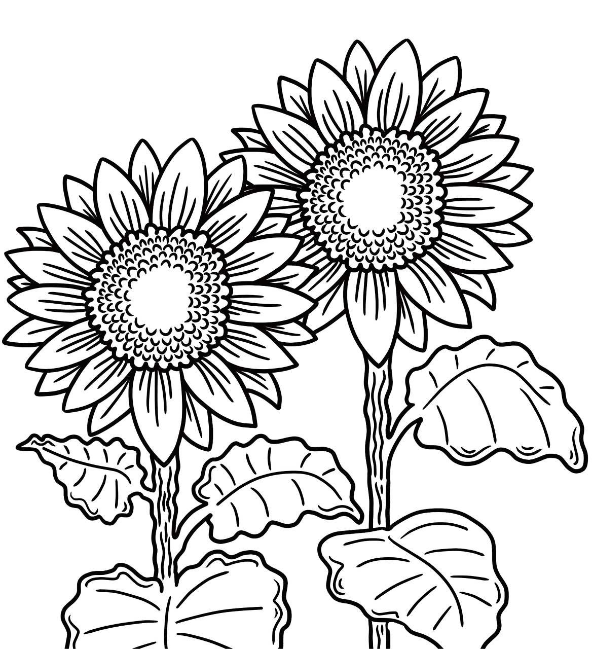 Sunflower black and white sunflowers flowers plants image clipart