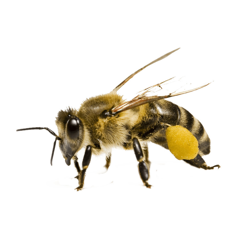 Honey bee images hd photo clipart