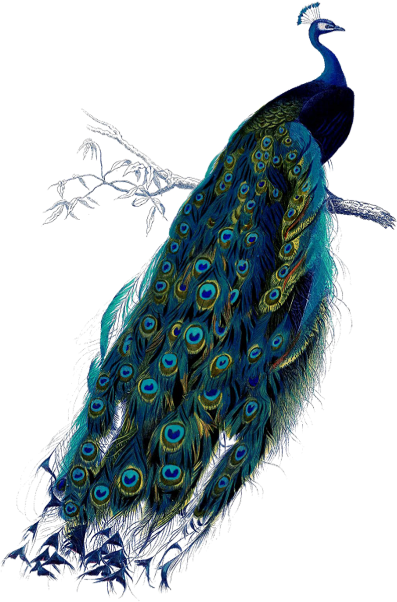 Peacock pin page clipart clip art 2