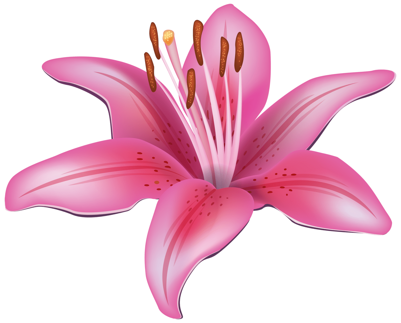 Pink flower lily clipart best image