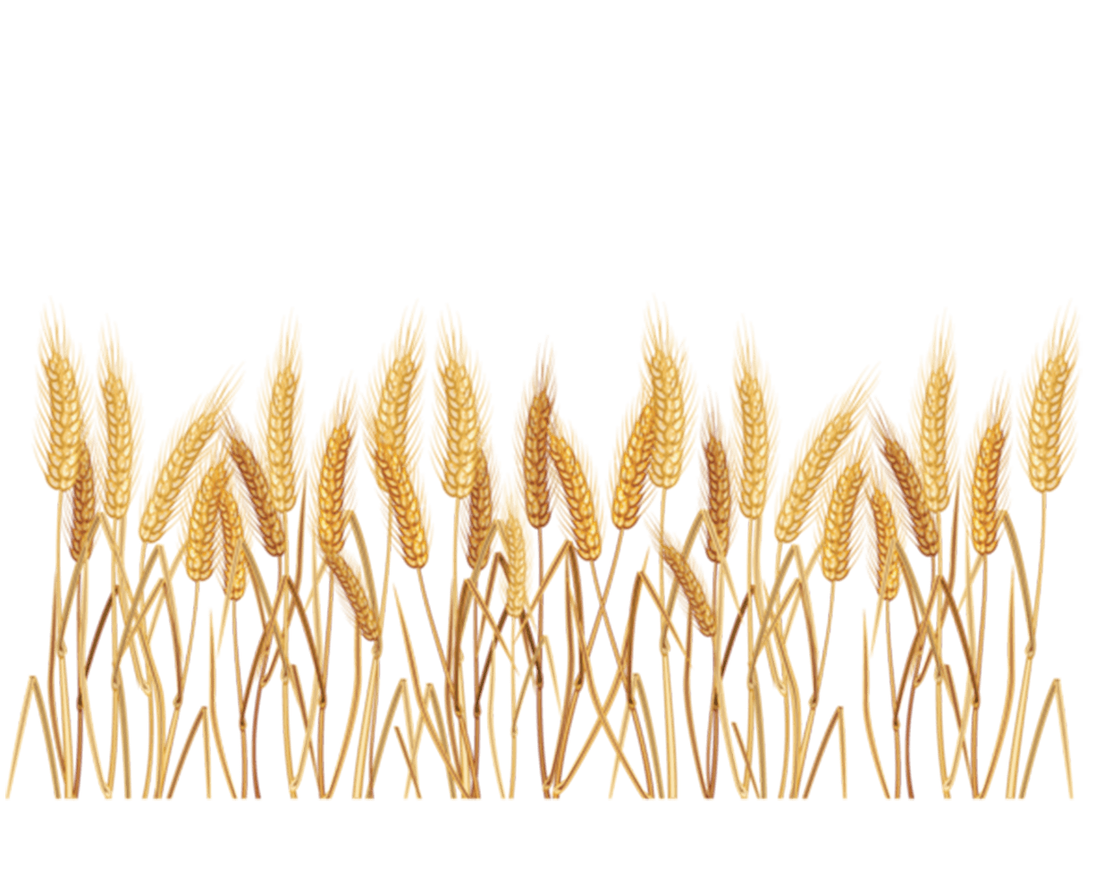 Wheat pin page clipart free