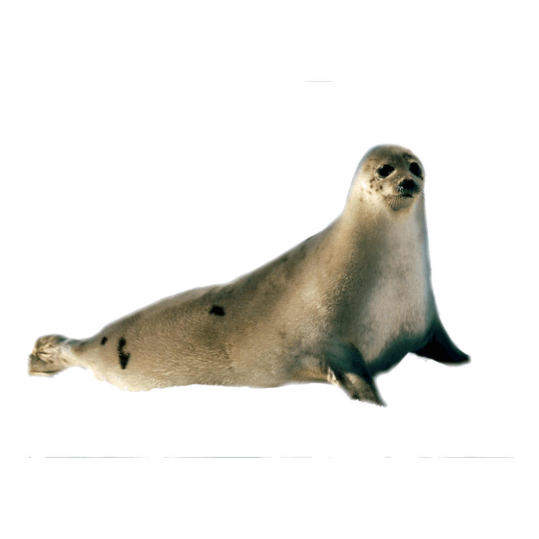 Harbor seal images hd photo clipart