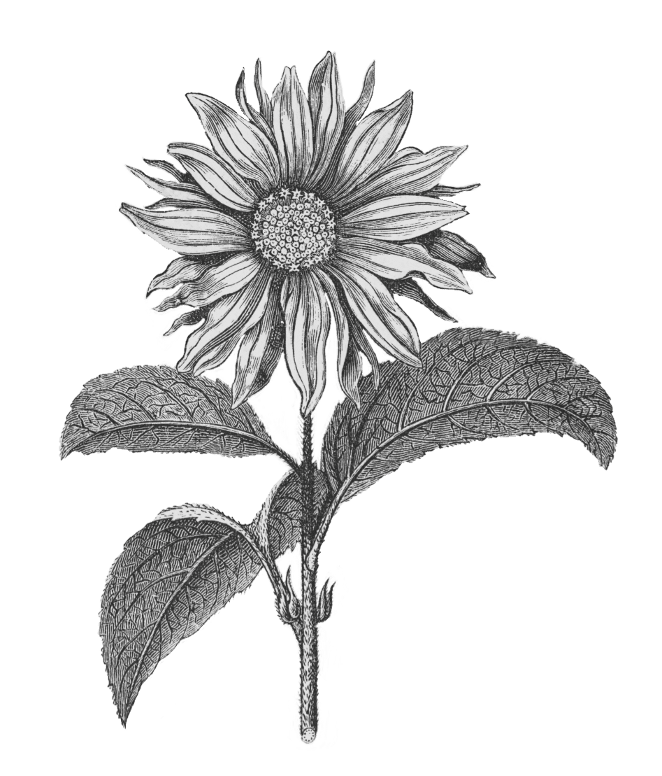 Sunflower black and white pin page clipart image