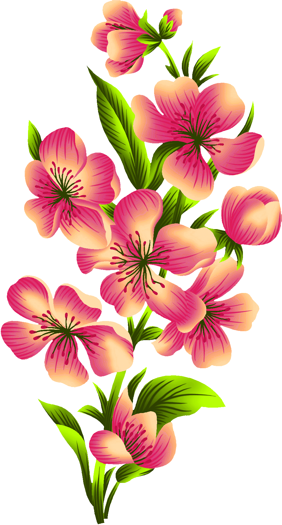 Hibiscus flower page clipart image 2