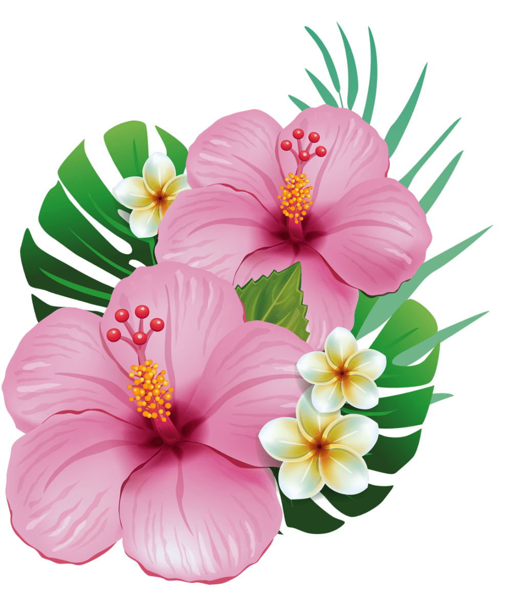 Hibiscus flower tropical thousand results found yandeximages draw hawaiian clipart