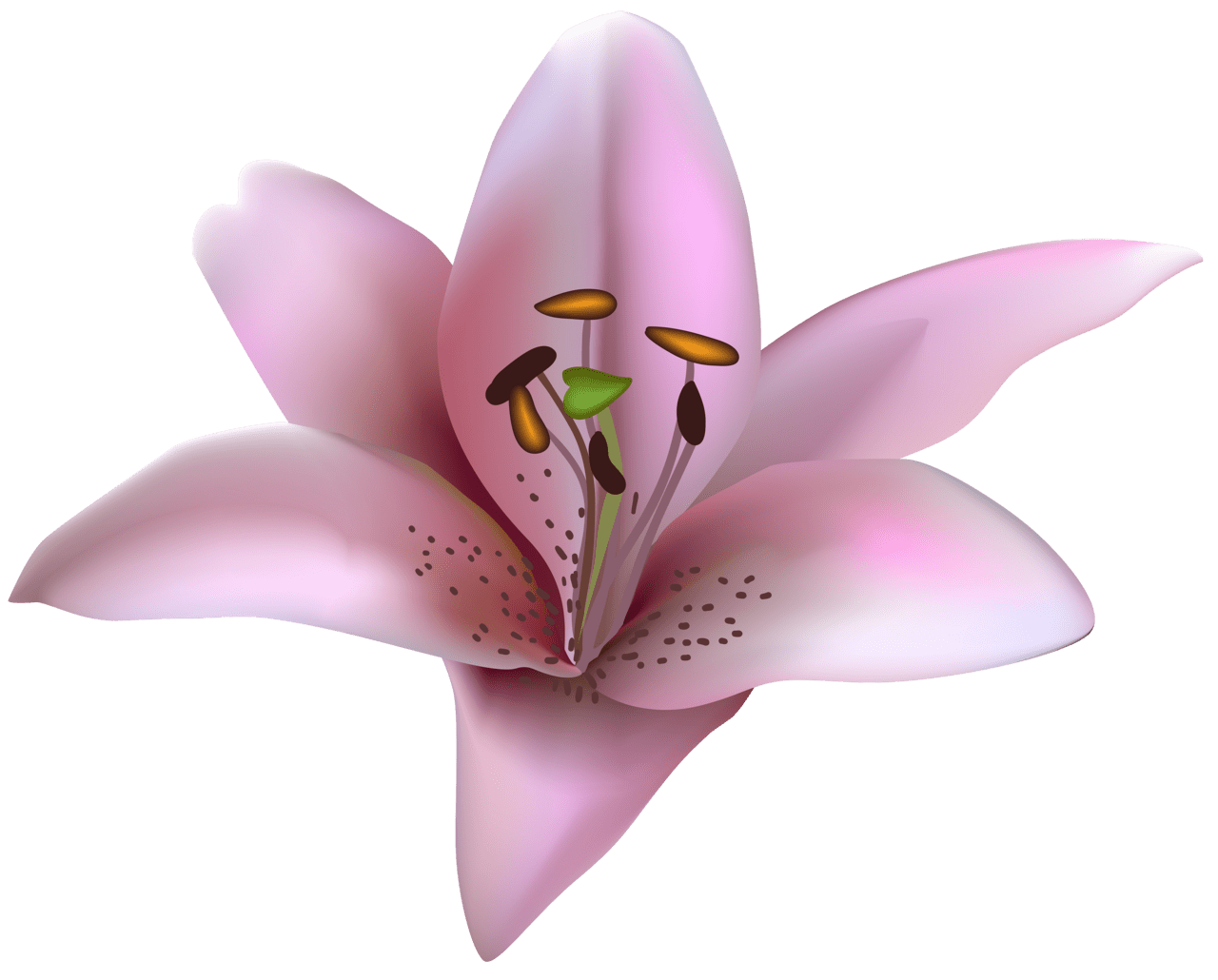 Pink flower lilium clipart image