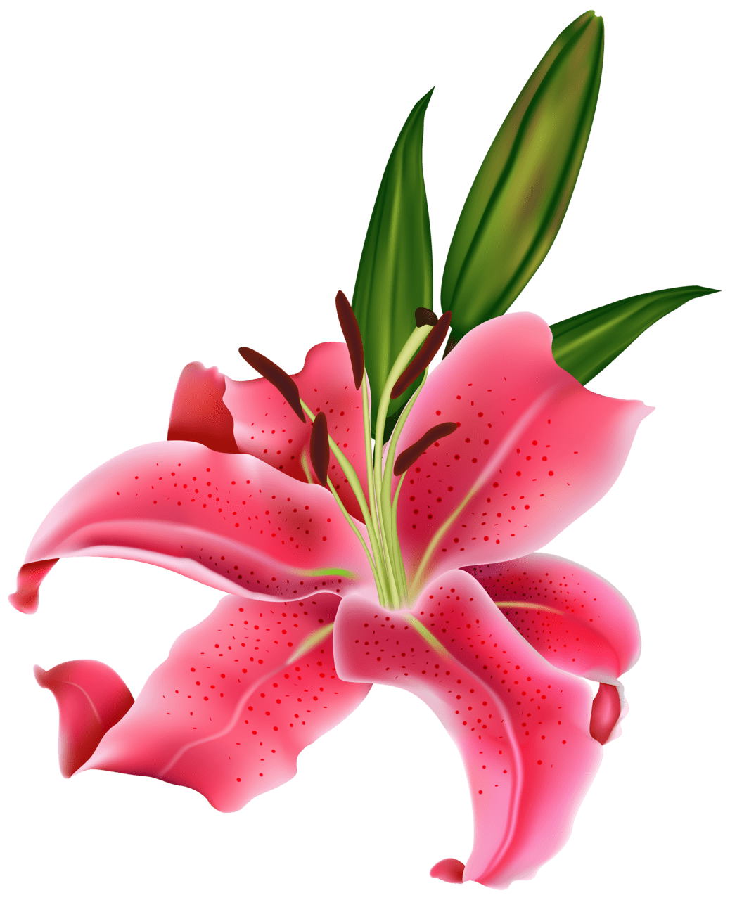 Pink flower lily clipart best picture