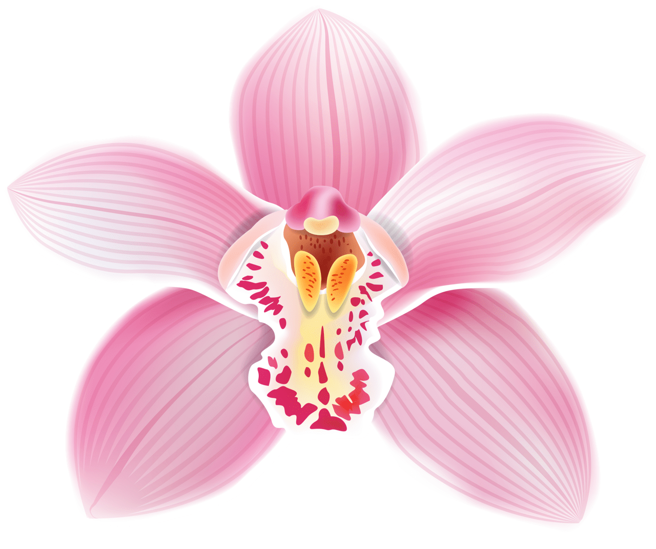 Pink flower orchid clipart best background