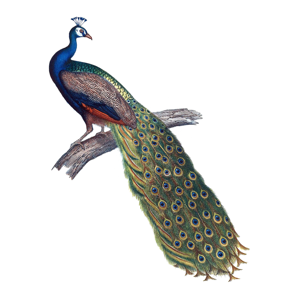 Peacock peahen images hd photo clipart 2