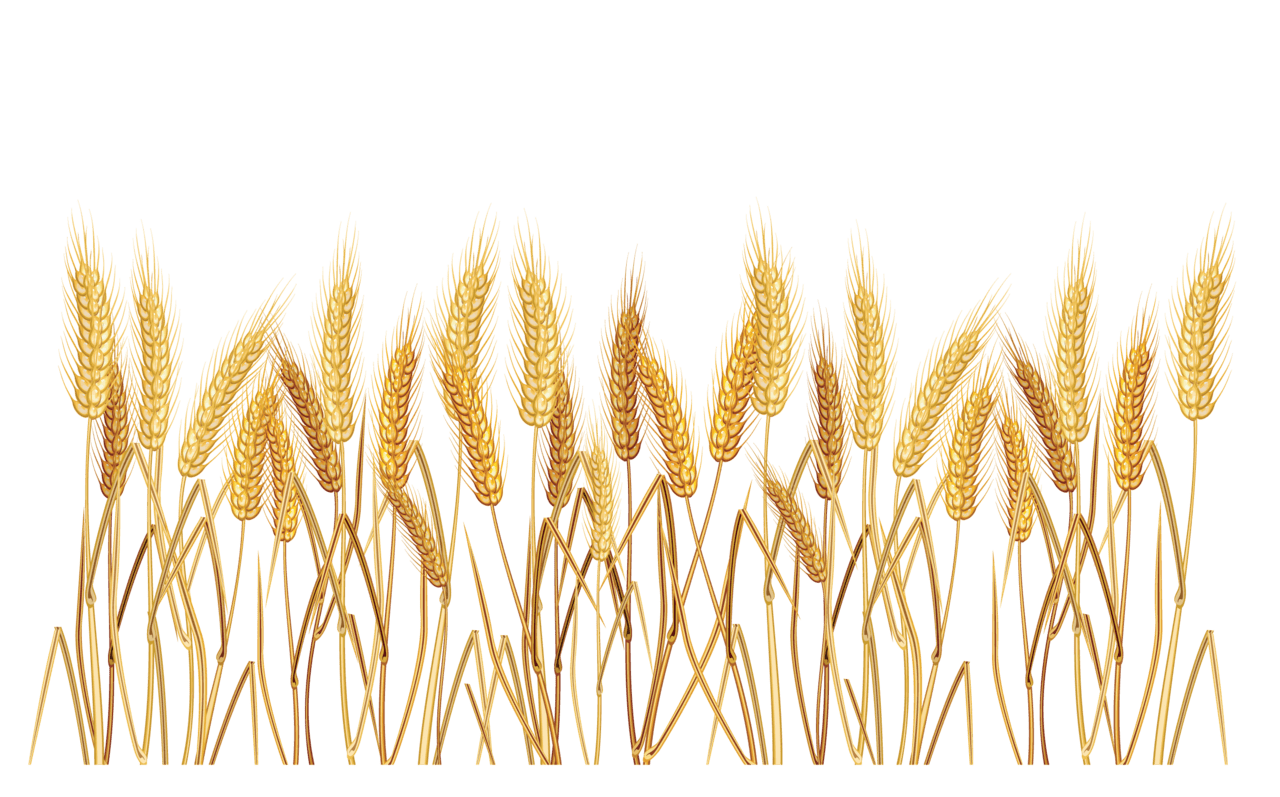 Wheat rute ang lica angelica pro clipart logo