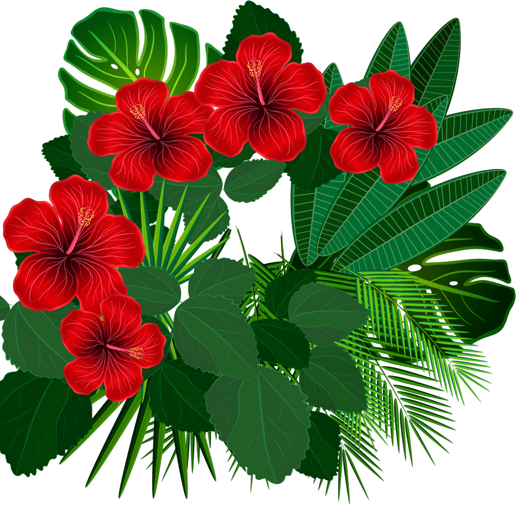 Hibiscus flower clipart transparent