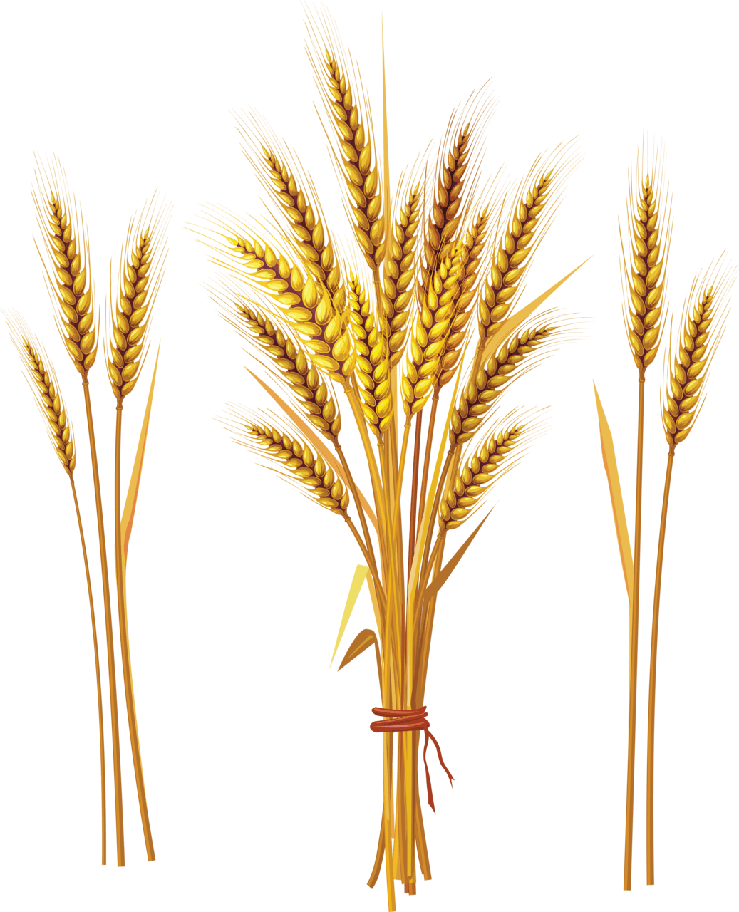 Wheat image size clipart 6