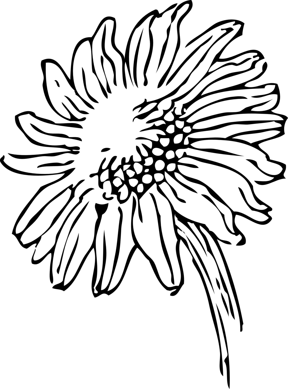 Sunflower black and white clipart picture