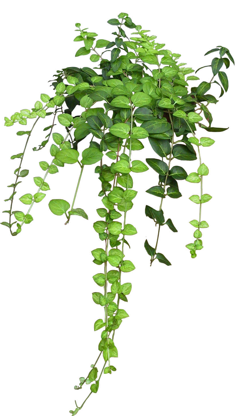 Vines hanging vine clipart transparent