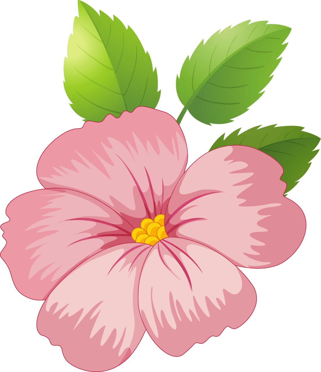 Hibiscus flower pink vector clipart