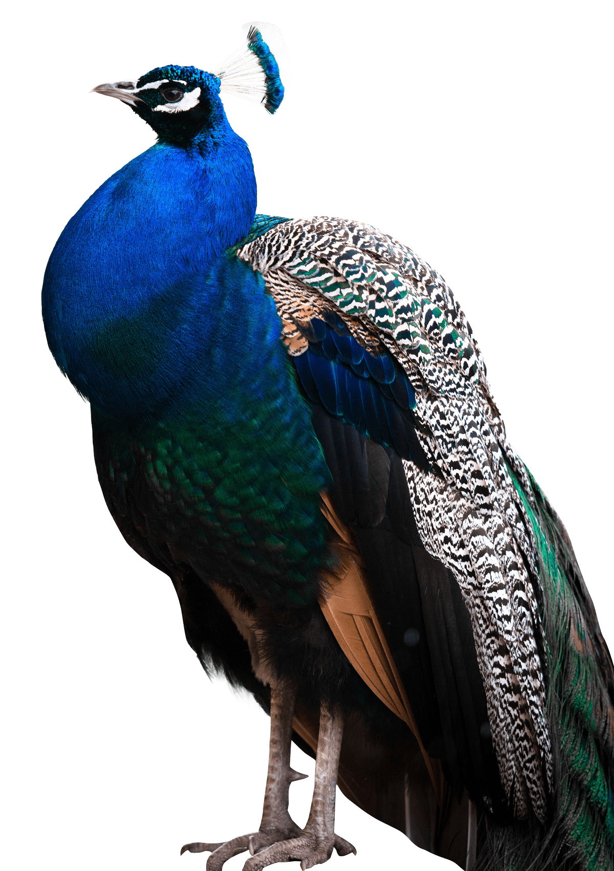 Peacock clipart free