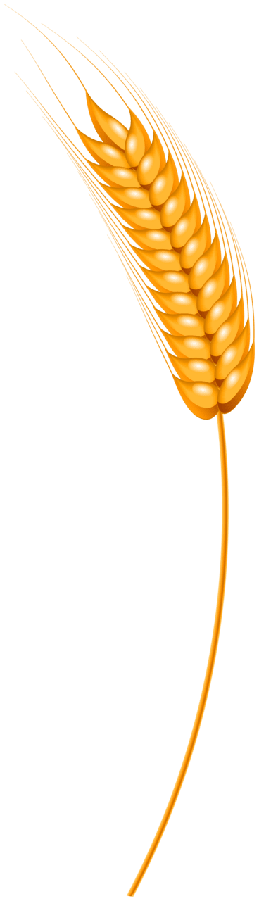 Wheat class clipart image