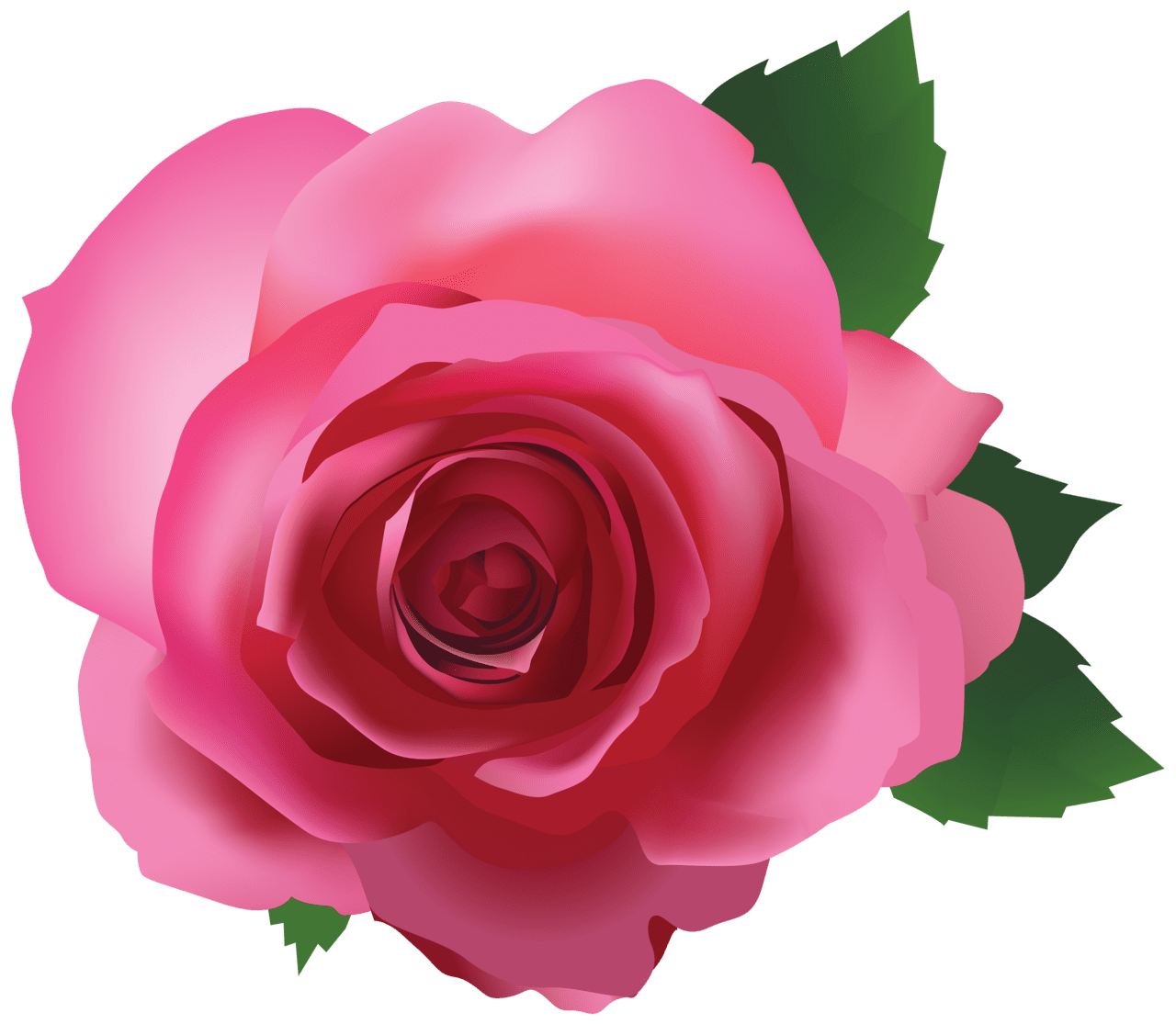 Pink flower rose image clipart