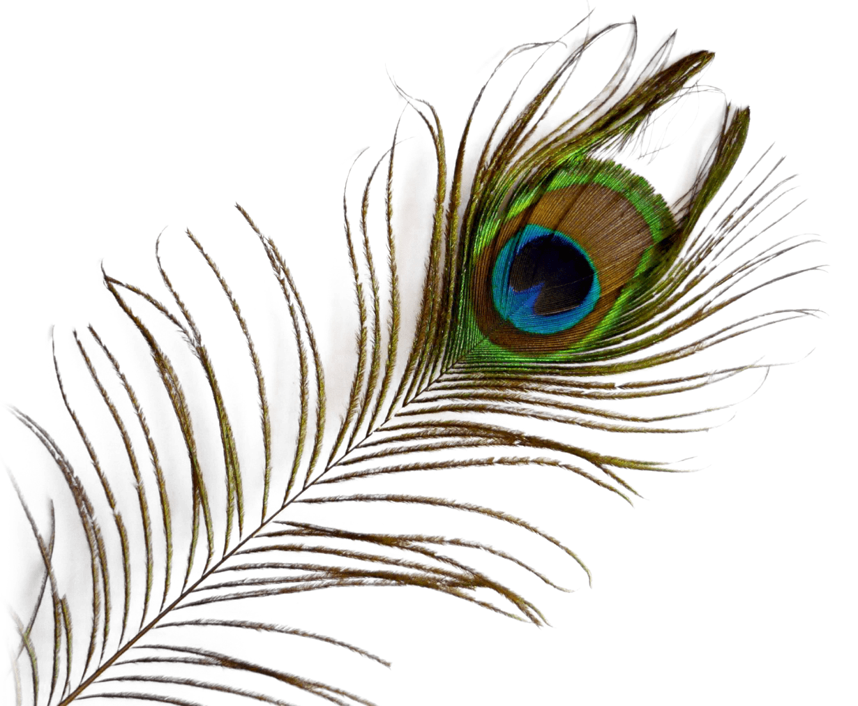 Peacock feather clipart clip art