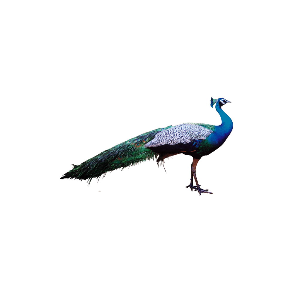 Peacock peahen images hd photo clipart 3