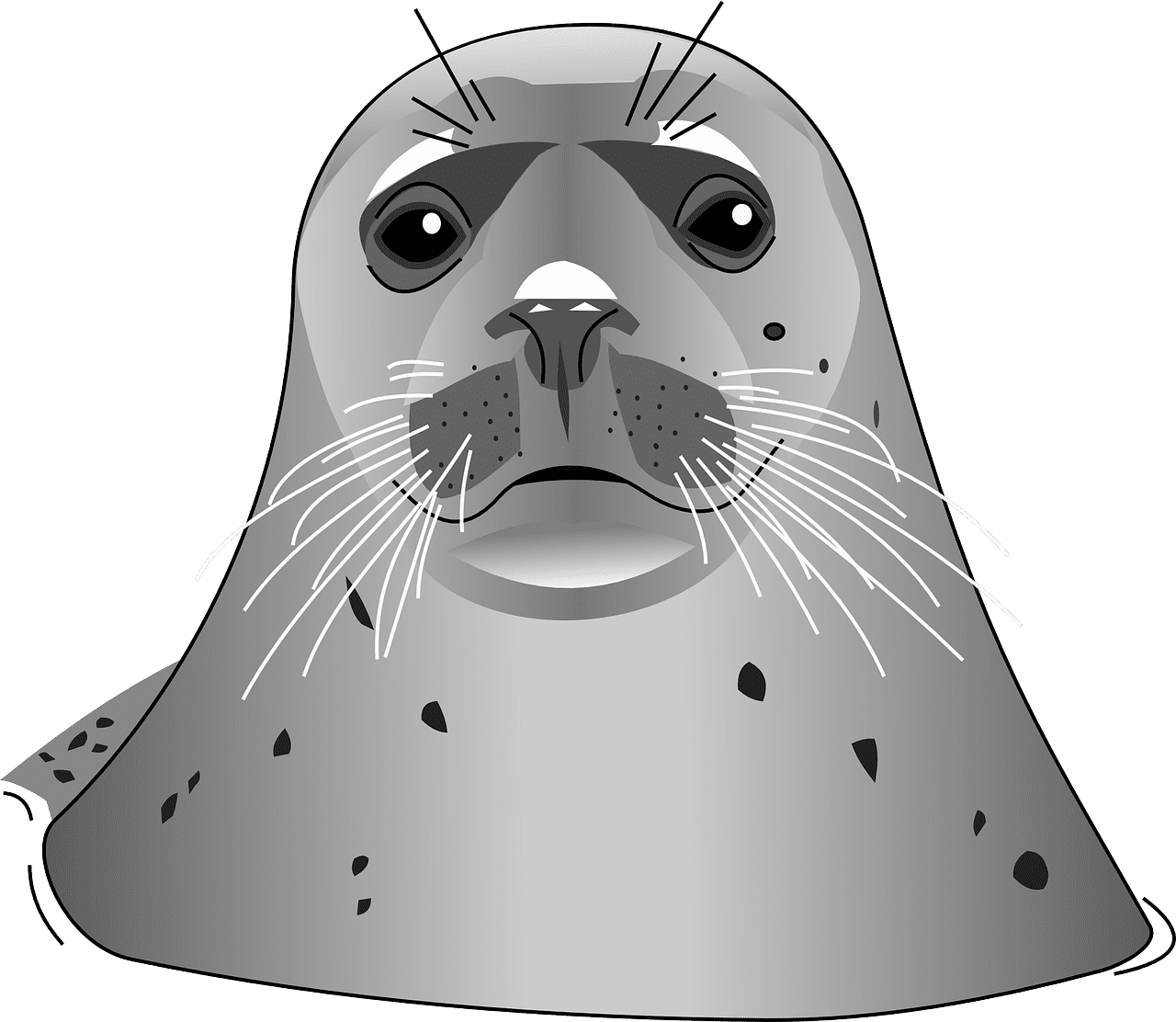 Seal ocean animal vector graphic clipart