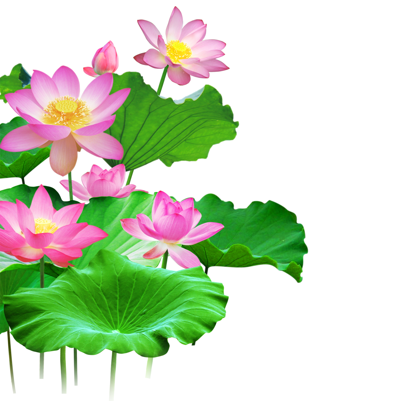 Lily pad pin page clipart image