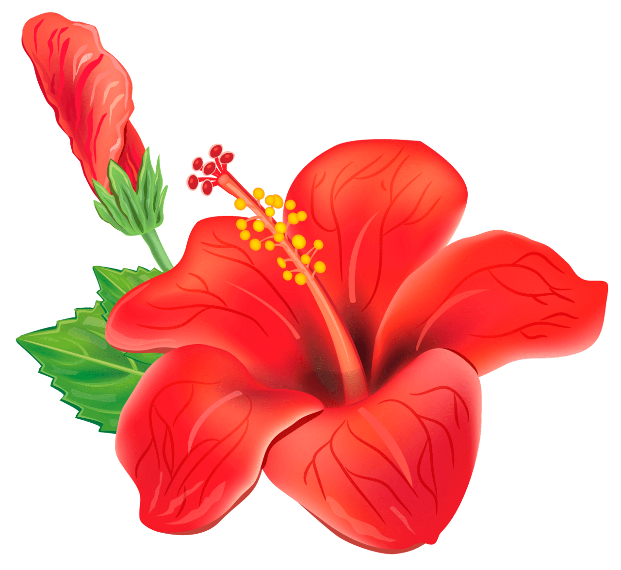 Hibiscus flower red exotic clipart picture