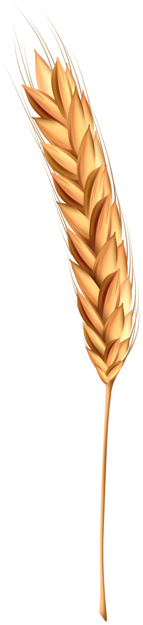 Wheat class clipart high quality images and