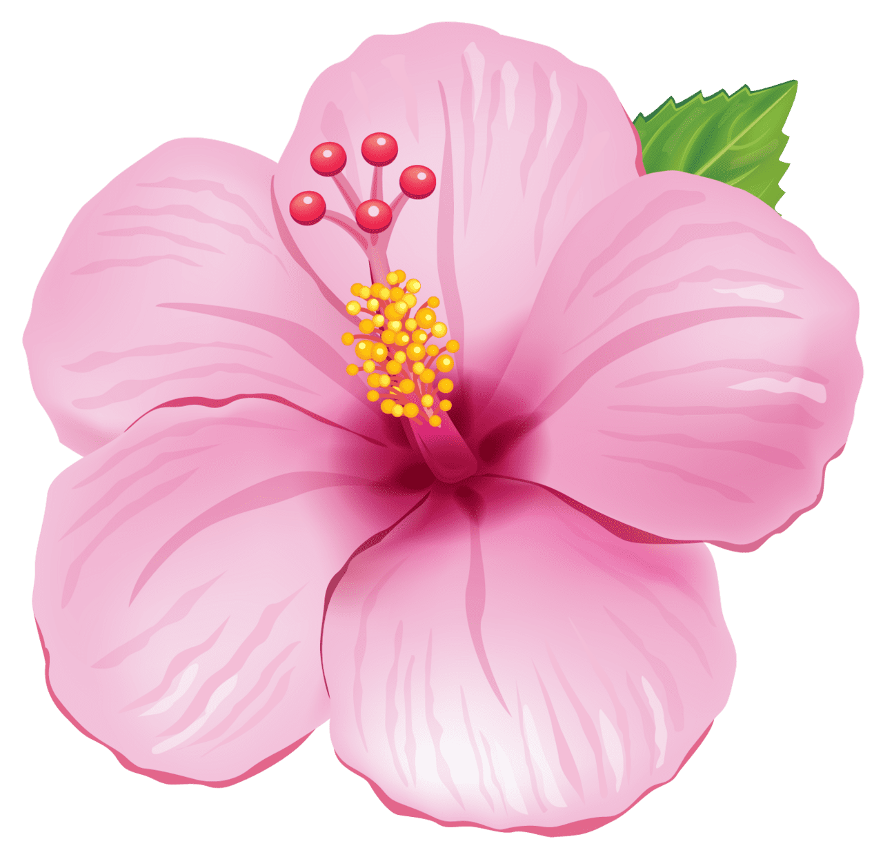 Hibiscus flower pink exotic clipart picture