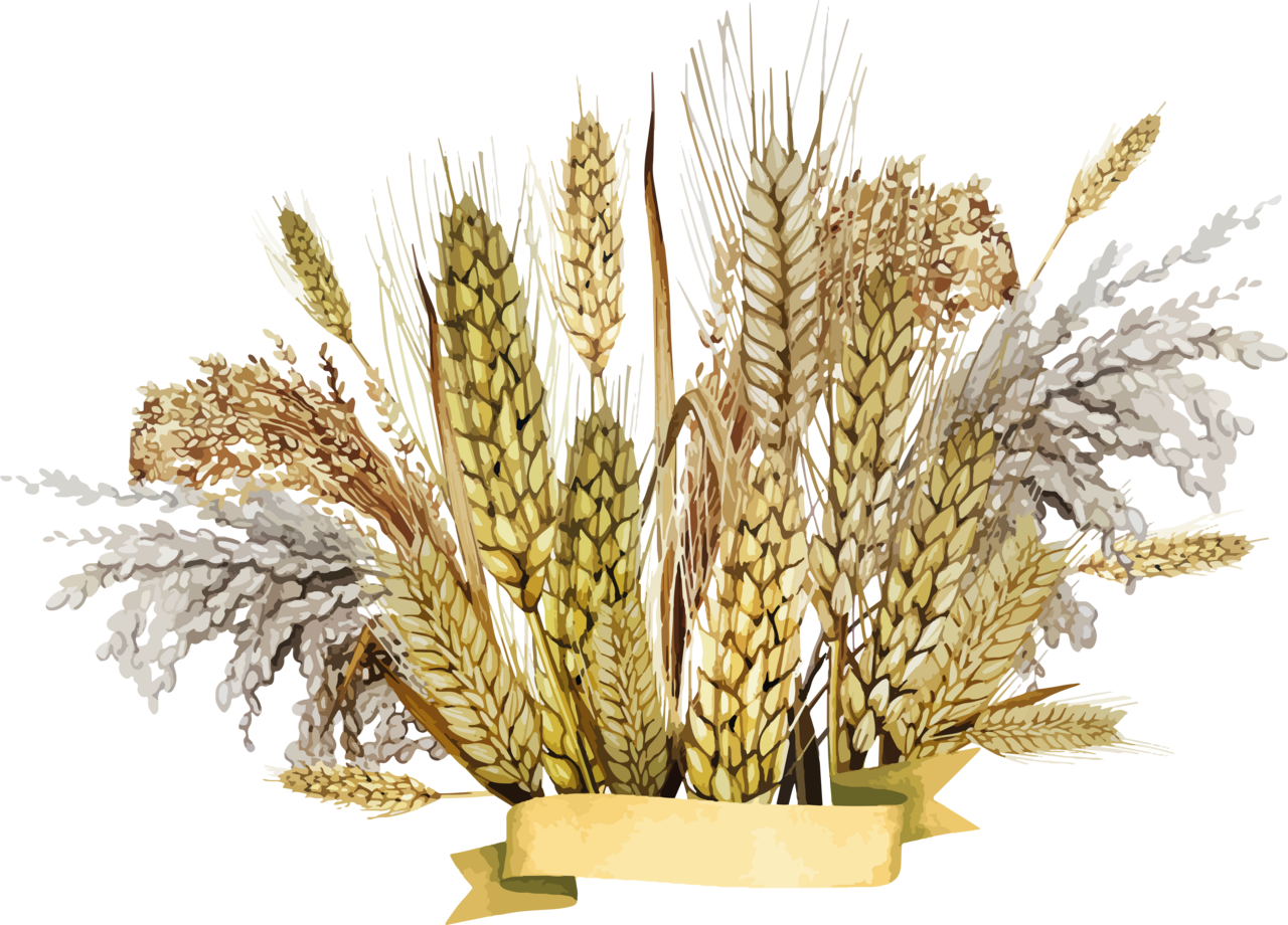 Wheat image size clipart