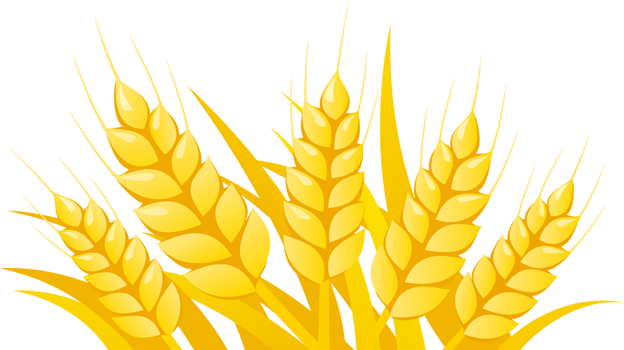 Wheat clipart vector image with no background