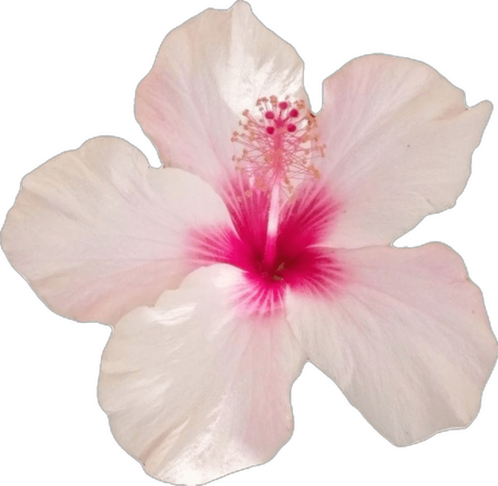 Hibiscus flower baby hawaiian clipart transparent