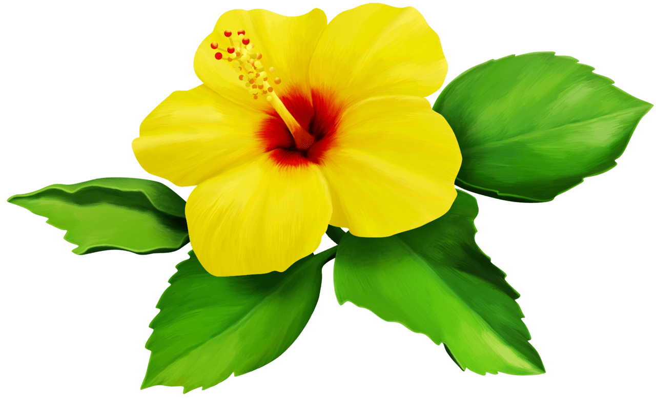 Hibiscus flower page clipart photo