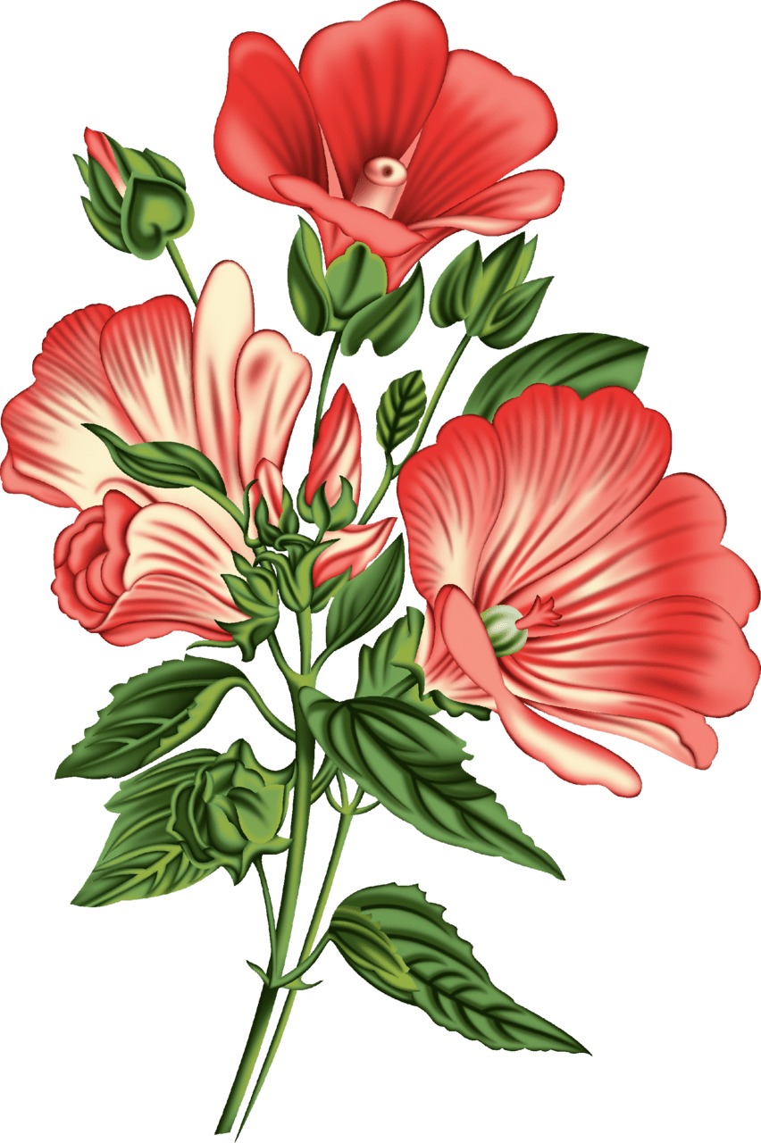 Hibiscus flower pin page clipart transparent 2