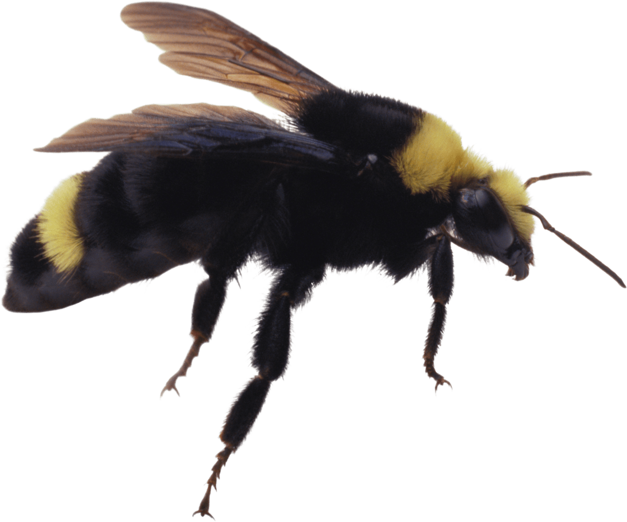Honey bee clipart image