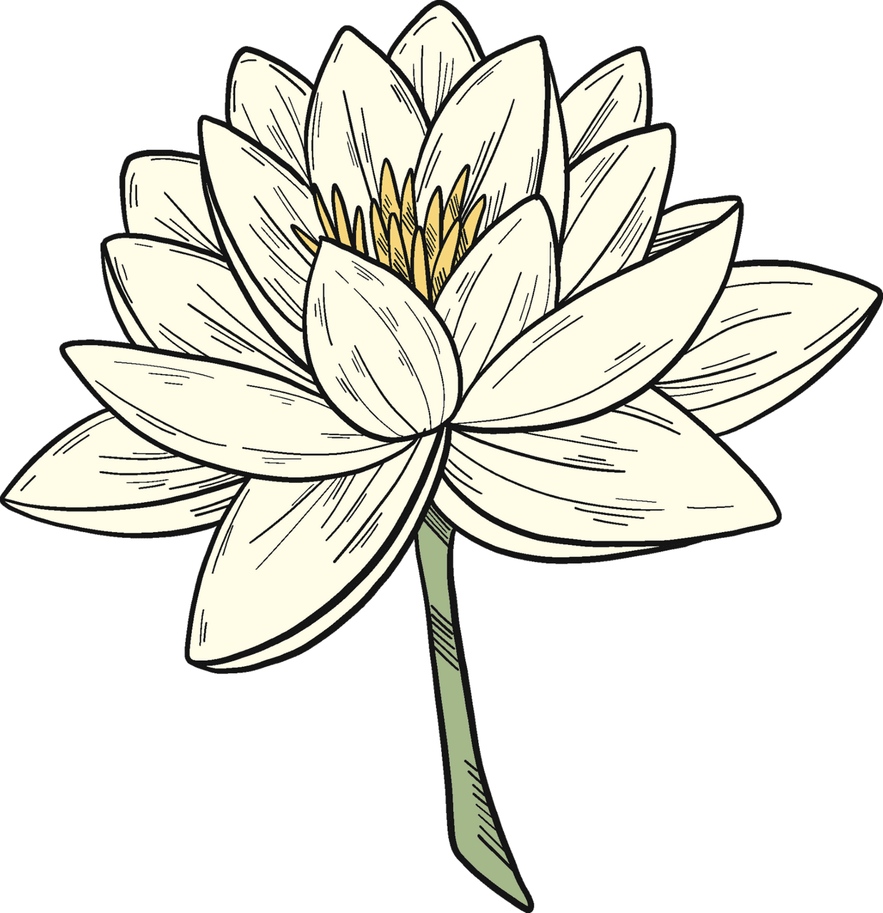 Lily pad drawing of black and white vector graphics clipart