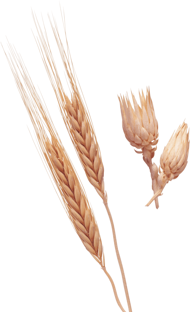 Wheat clipart clip art