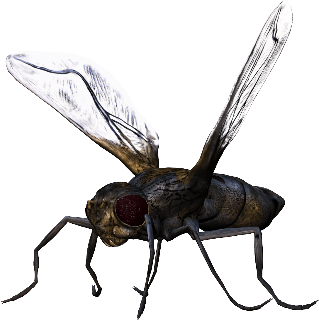 Insect bug clipart vector