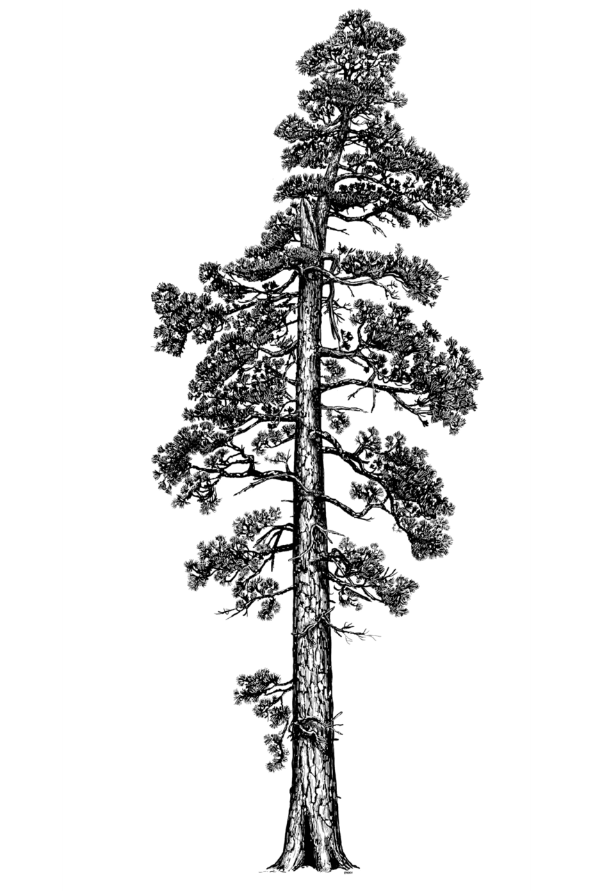 Tree black and white pin page clipart picture 2